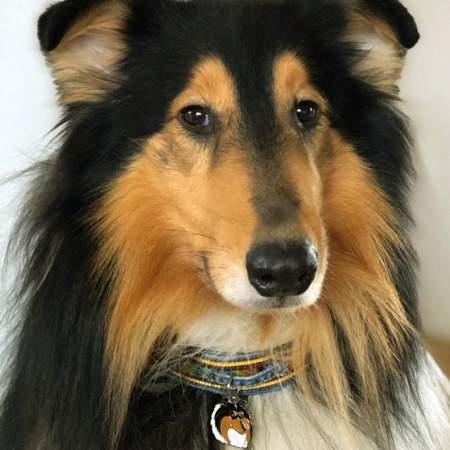collie marlon2.jpg